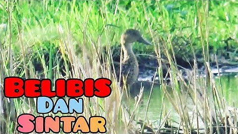 Berburu Sintar Dan Belibis Sore hari// Mengunakan pikat ternyata ampuh juga//