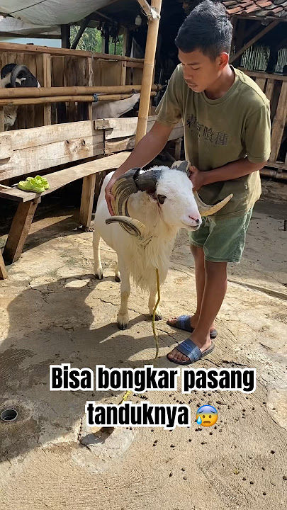 Tanduk domba bisa bongkar pasang 😱😰😨 #domba #goat #dombakuring #sheep #dombalokal #tandukdomba
