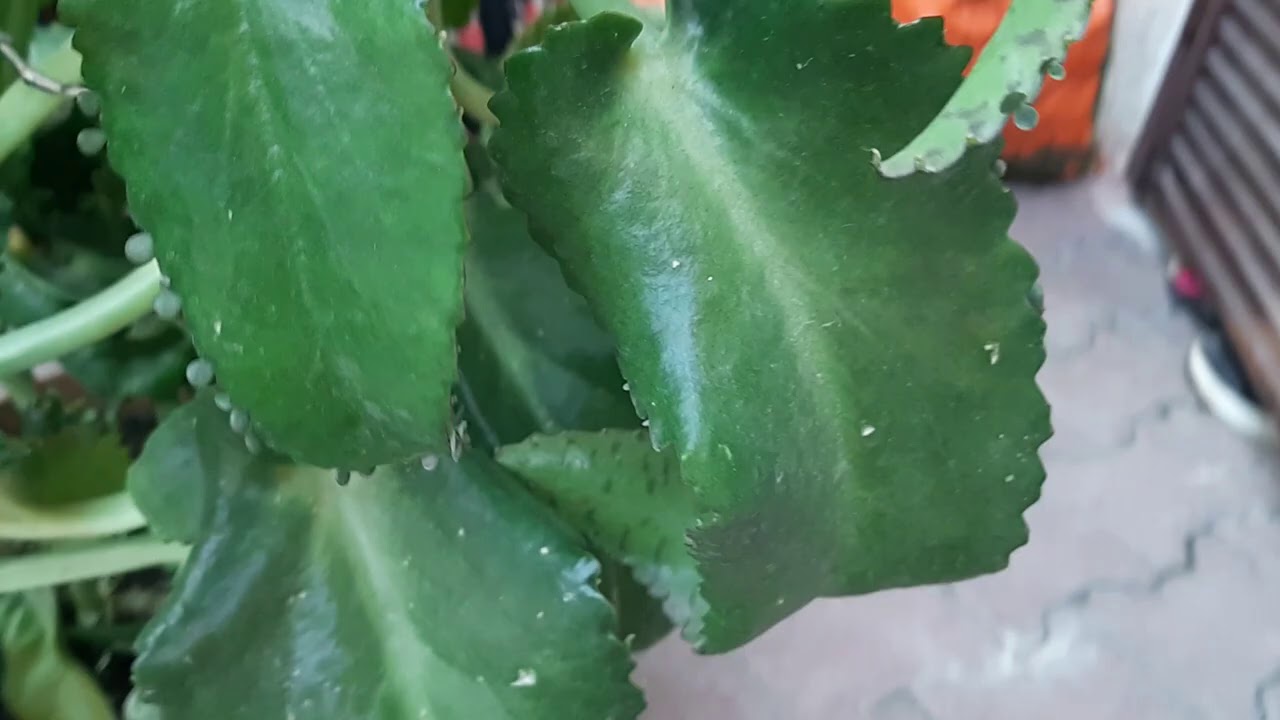 BÖYLESİNİ GÖRDÜNÜZ MÜ❓ AŞKIN GÖZYAŞI ÇİÇEĞİM KENDİNİ AŞTI 👍AŞKIN GÖZYAŞI ÇİÇEĞİ BAKIMI🌱