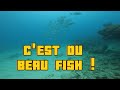 La pire chasse de lanne  chassesousmarine spearfishing pche