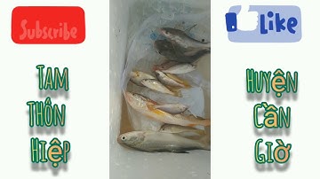 Điểm câu cá Ngát, cá úc, cá nhụ, cá đù vàng... Huyện Cần Giờ