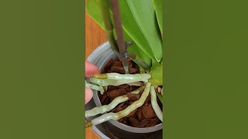 De truc om uw orchidee opnieuw te laten bloeien