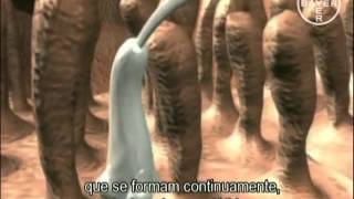 Dipylidium caninum (ciclo de vida)