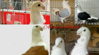 سلسة انواع الطيور  smooth pigeons species21- طائر  انتويرب سميريل antwerp smerle pigeon