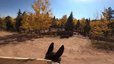 It's a Bear