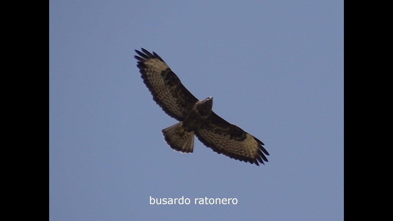 Aguila Ratonera En Vuelo Demuestra Velocidad Temible Y Precision En ...