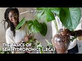 The basics of semi-hydroponics (LECA) from a beginner // #Plantwithme