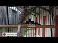 Masteran Kenari Cengkok Mewah Durasi Panjang Tembakan Pedes Mp3 - Mp4 Download