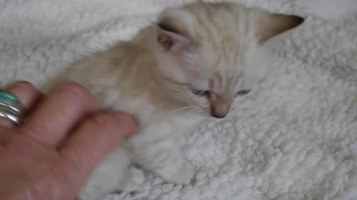 Video 2842781: lynx point bengal kitten, lynx point male bengal