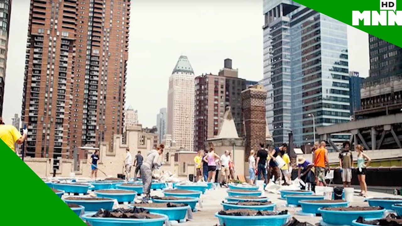 Waste Not: Sustainable Living in NYC - YouTube
