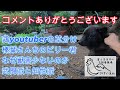コメントありがとうございます４鶏youtuberの草分け、榛葉さんちのビリー君【コメント返信】