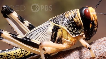 These Swarming Locusts Are Grasshoppers Gone Wrong | Deep Look