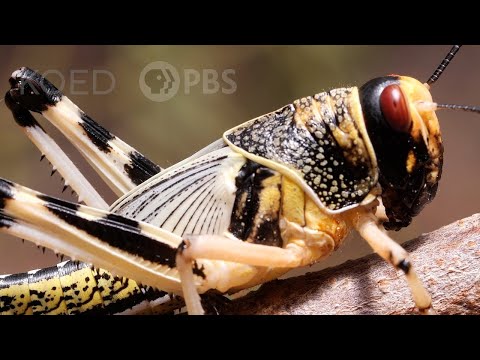 These Swarming Locusts Are Grasshoppers Gone Wrong | Deep Look