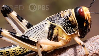 These Swarming Locusts Are Grasshoppers Gone Wrong | Deep Look