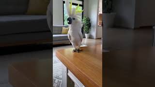 Me when my favorite part of the song comes on #cockatoo #funny