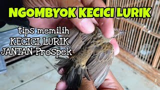 CARA MEMILIH BAHAN KECICI LURIK JANTAN PROSPEK | NGOMBYOK KECICI LURIK | CICI LURIK GACOR