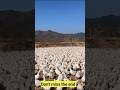 Duck Eggs Harvest | Duck Farming | Village farming|Farming #shorts #duck #farming #food