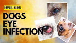 Eye infection in Dogs । Redness in eyes corneal opacity। Blue eyes infection in dogs । homeopathy । by Durabull kennel 30 views 8 days ago 4 minutes, 59 seconds