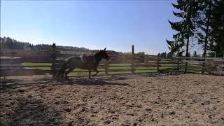 Muuli Joutuu Juoksemaan Irtona Sikailun Takia 16.5.2018