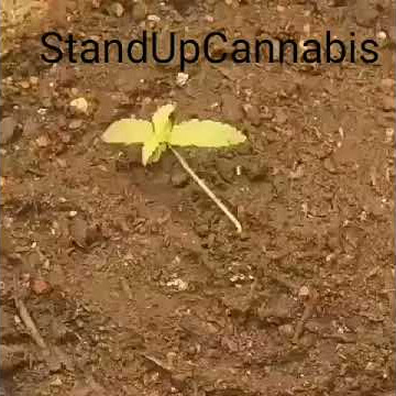 Hidup cuma numpang ketawa