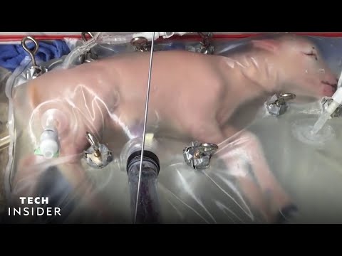 Scientists grow lamb fetus inside artificial womb
