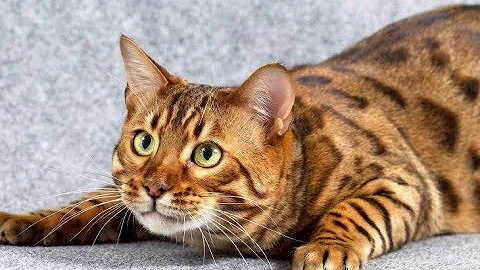 Quantos anos vive um gato de Bengala?