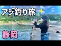 昼の堤防でアジ祭り!?まさかの大物に大興奮!!良型が大漁!静岡離島の釣り旅!【静岡県】【堤防カゴ釣り】【2024.12】