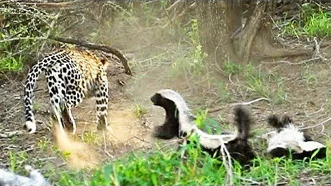 Qual é o predador do leopardo?