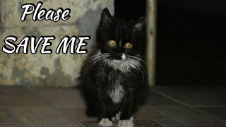 Kitten Was So Close To Die On The Streets | Needs Life Saving Surgery