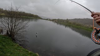 SPARTIC Trout at Dare Valley Trout Fishery UK Fly Fishing