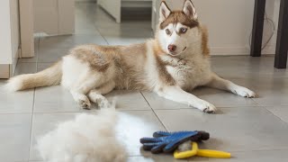 Husky and the Squirrel Comedy Central in the Backyard!