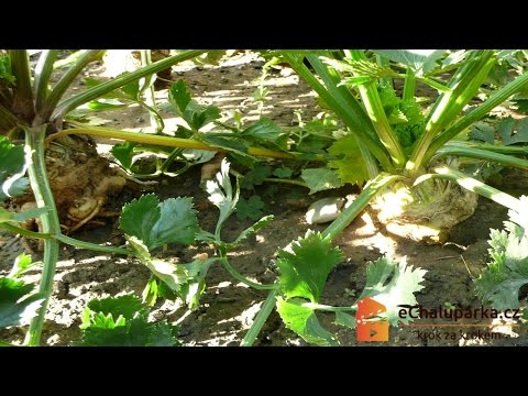 Video: Odrůdy A Pěstování Celeru, Příprava Semen, Pěstování Sazenic Celeru