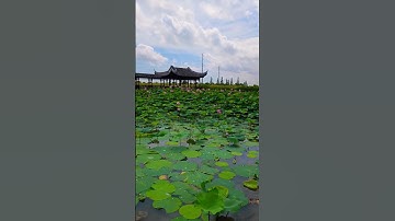 Thumbnail of #Panivizhum #song #Lotus Garden#Mangzhou Wetland Park in Zhuhai, China
