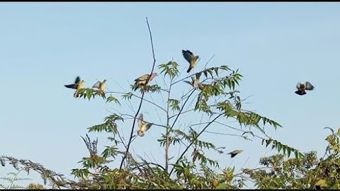 mikat burung punai//spot masih melimpah Bangka barat