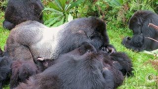 Silverback Mutobo Grooms Kazeneza | Dian Fossey Gorilla Fund