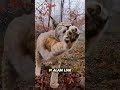Lynx Buas yang Ternyata Bisa Manja