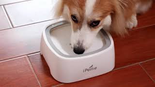 iPettie Splash-Free Pet Water Bowl