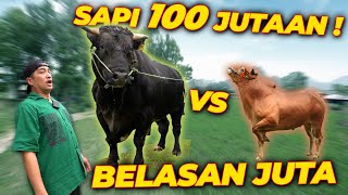 SPILL HARGA SAPI KURBAN 2024 !! 🔥🔥