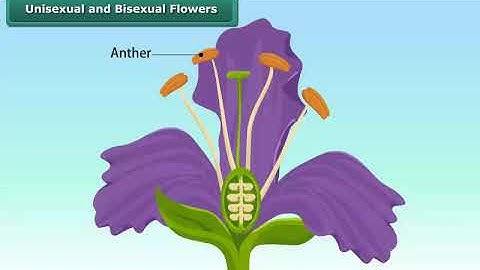 Unisexual and Bisexual Flowers | Class 7 | Science