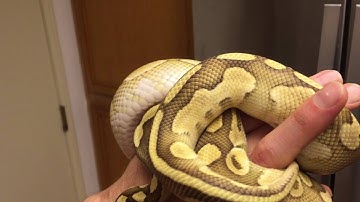 Butter Ball Python Update