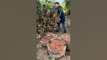 The process of macadamia nut harvesting