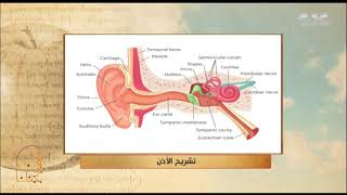 الحكيم في بيتك | التهاب الأذن الوسط.. آليات التشخيص والعلاج