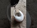 Casting Aluminum Pot From Scrap Metal 🔥🍳 #shorts #viral #reels #art