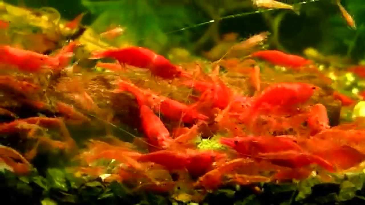 Антифриз sakura red