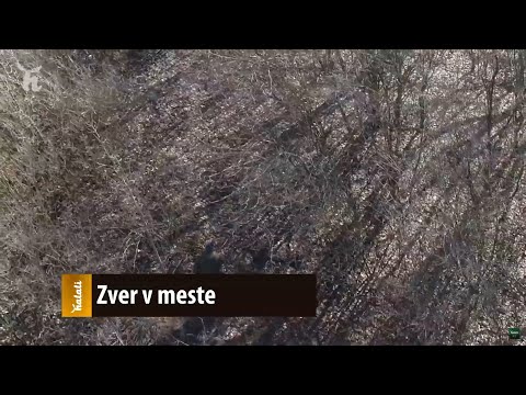 Video: Krovitý pes: životný štýl a fotografie