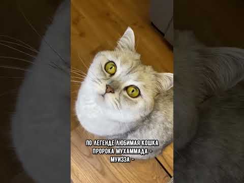 Удивительная история кошек в исламе #кот #коты #shorts