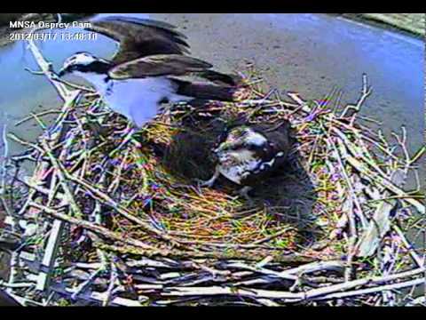 oceanside high school MNSA Osprey-Cam: 2nd Osprey Return 3/17/12