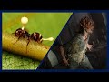 Cordyceps, Zombies and Fungal Infections - Doctor Explains the Science Behind "The Last of Us"