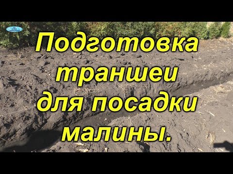 Малина. Правильная подготовка траншеи для посадки.