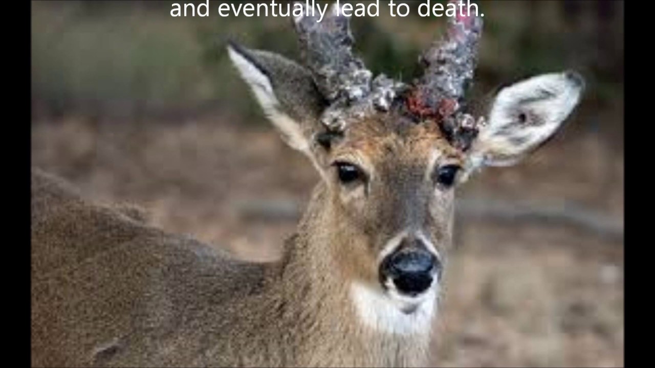 Zombie Deer Disease CWD Explained YouTube Zombie Deer Disease CWD Explained YouTube